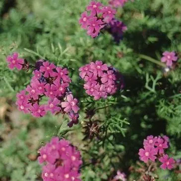 thumbnail for publication: Verbena speciosa 'Imagination' 'Imagination' Verbena